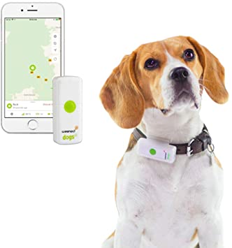 Weenect Dogs 2 – Avis & test sur ce collier GPS
